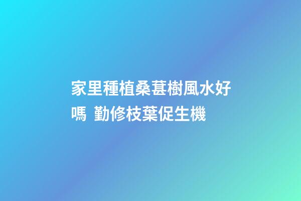 家里種植桑葚樹風水好嗎  勤修枝葉促生機